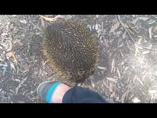 Friendly echidna gives walker a sniff in canberra