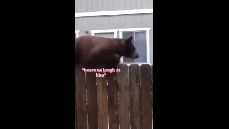 Достали коты по забору лазить