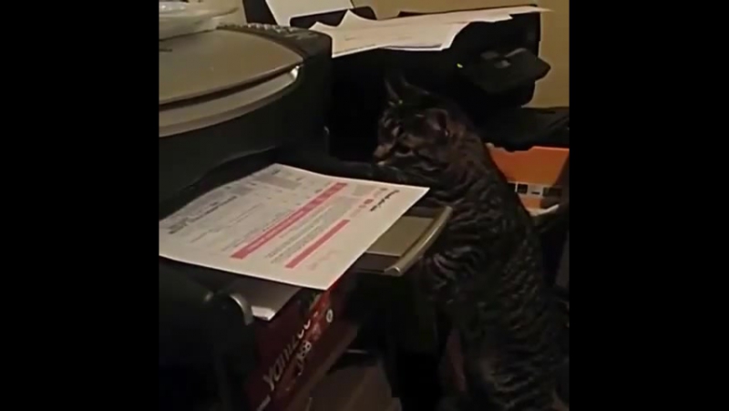 Почему котейки не работают в офисе