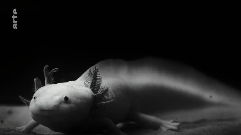 Аксолотль / axolotl (2018) оливье смолдерс / olivier smolders