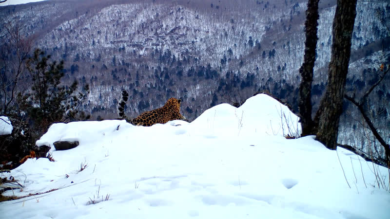 В нацпарке "земля леопарда" в приморье сняли на видео "песню" дальневосточного леопарда
