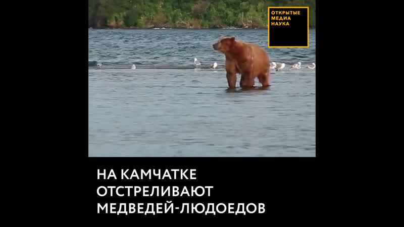На камчатке отстреливают медведей людоедов