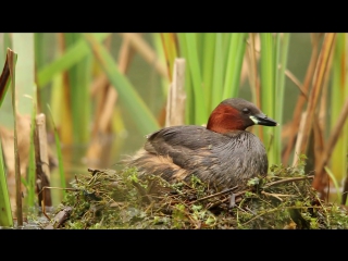 Little grebe / малая поганка / tachybaptus ruficollis