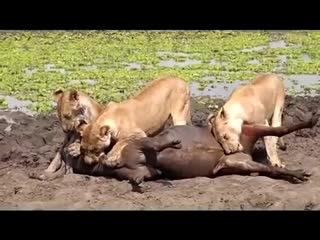 Lioness chews off a wildebeests balls