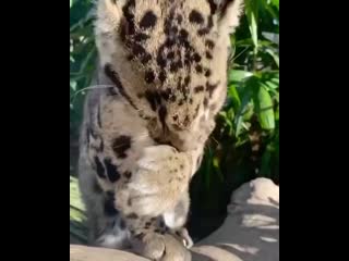 Милаха дымчатый леопард😻