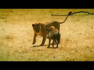 Nala vs pumba