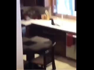 Когда дома зоопарк (vhs video)