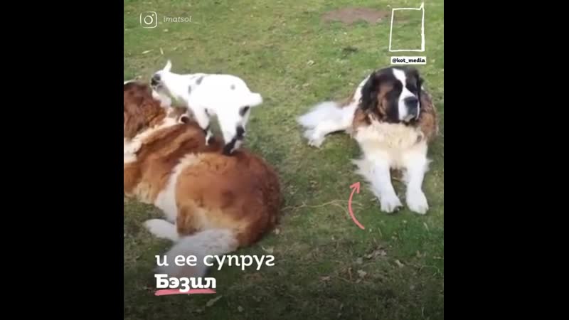 Тетя джули и ее козлята