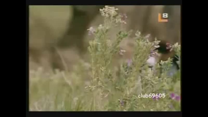 Андрес и аллегра [alma pirata]