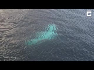 Drone captures huge white manta ray