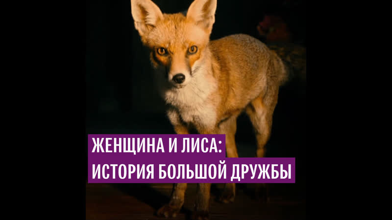 Женщина и лиса история большой дружбы