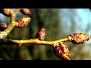 Железный купорос применение, свойства, дозироа