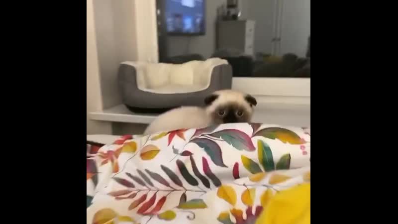 Мила сивацкая