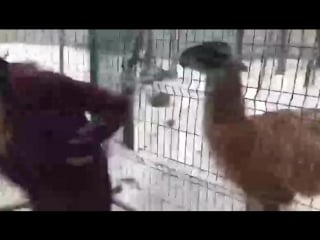 Нехуй дразнить ламу