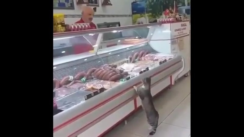 Что желаете, мистер кот