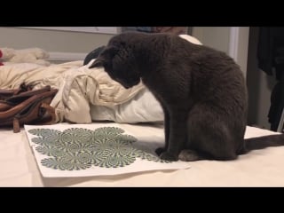 Cat mesmerized by optical illusion