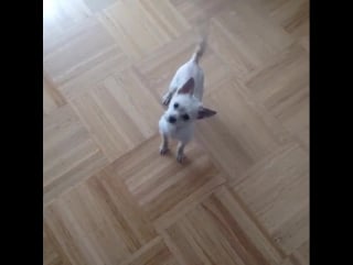 Челан симмонс / тибби