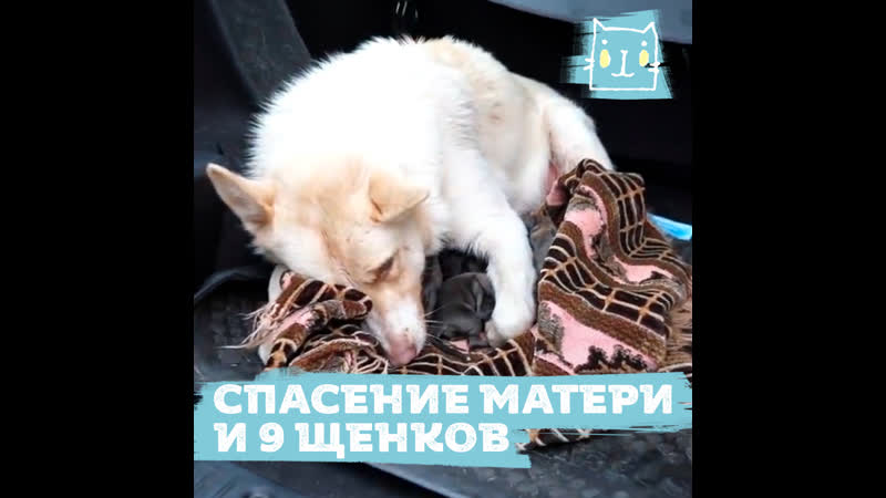 Спасли маму молодые с девятью щенками