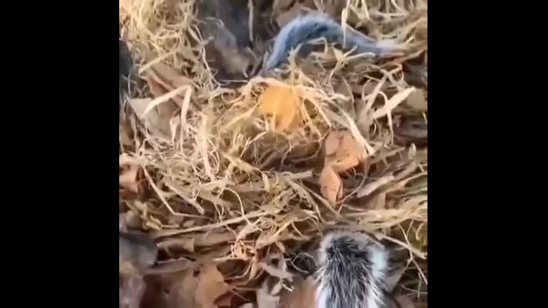 Что будет, если не проверять масло в двигателе