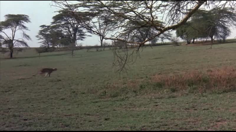Фильм прыжок гепарда (1989г )
