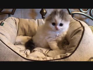 Kalani jasmine, помёт "j", д/р