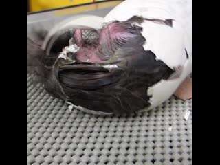 Kiwi chick hatches at auckland porn