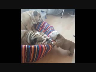Bulldog puppy wants to play, mom wants to sleep