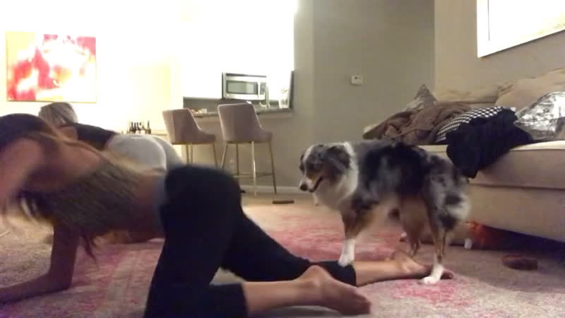 Пёсик заценил