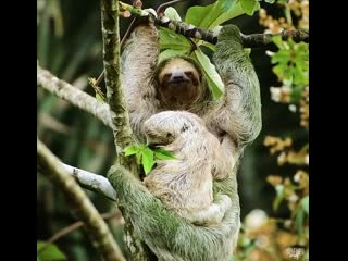 Baby sloth with mother