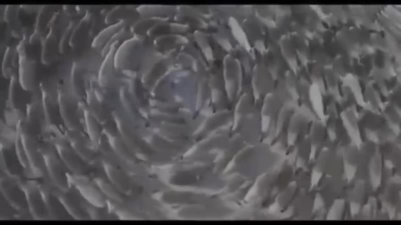 Олени
