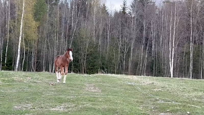 Владимирский жеребчик борей