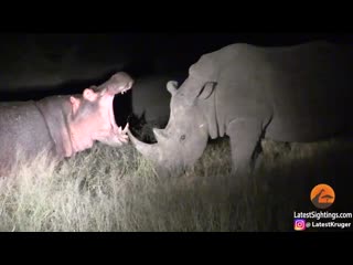 Hippo learns lesson from rhinos