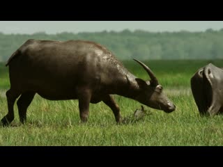 Bbc | thailand earths tropical paradise 1of3