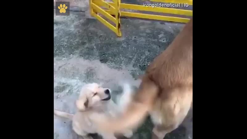 Эпичное сражение