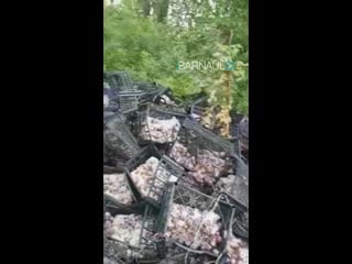 Сливы в лесу (barnaul22)