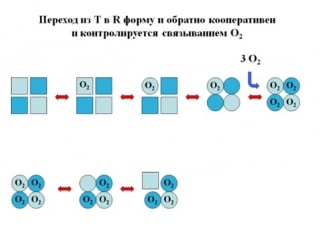 Гемоглобин