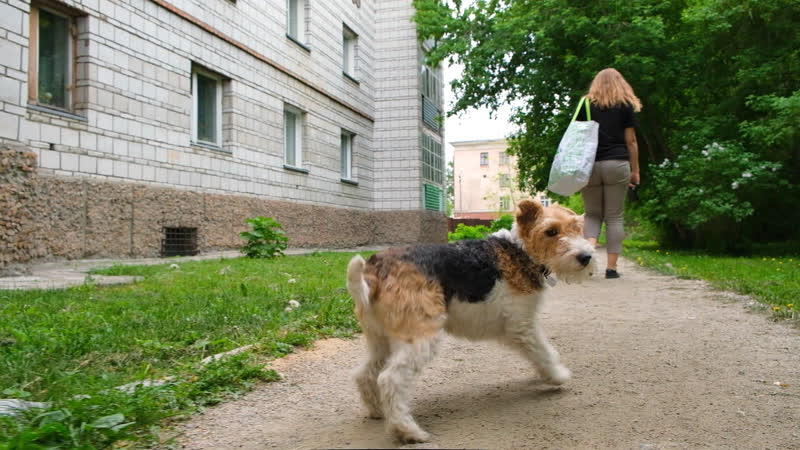 Они бездомные из за нас!