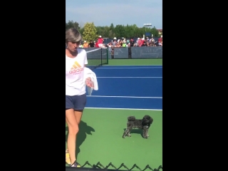 As always, the most important zverev lövik ️ cincytennis