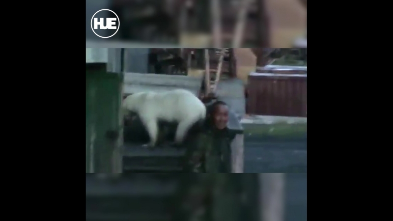 Белый медведь зашёл во двор жилого дома под якутском и не ушёл