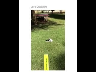 Шёл восьмой день карантина (vhs video)