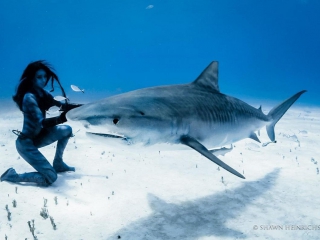 Танцы с тигровыми акулами /tigress shark woman dances with tiger sharks