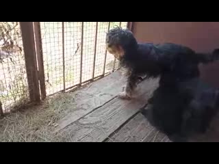 Джесси с щенками 31 03 20