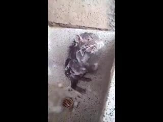 Крыс принимает утренний душ!