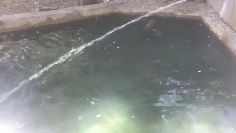 Детеныши капибары в бассейне