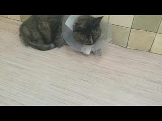 Vid 20201213 115421 mp4