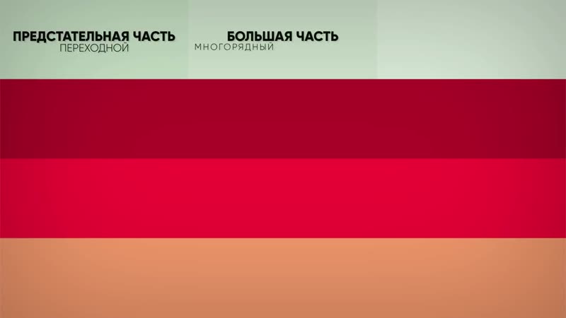 Предстательная железа у мужчин где расположена и как нащупать