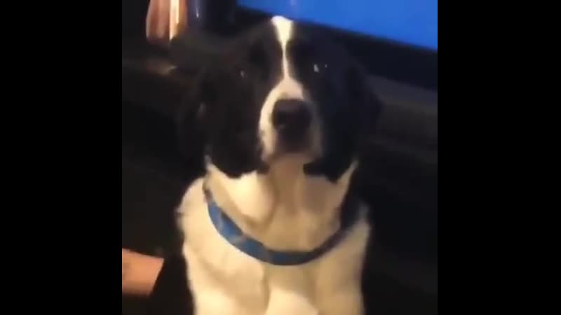 Woof porn video – Woof