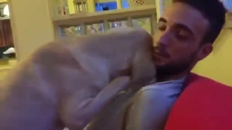 Виноватый лабрадор полон раскаяния