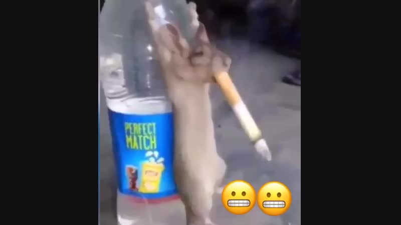 Мышь курильщик