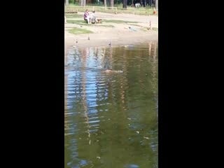 Vid 20190622 140919 mp4